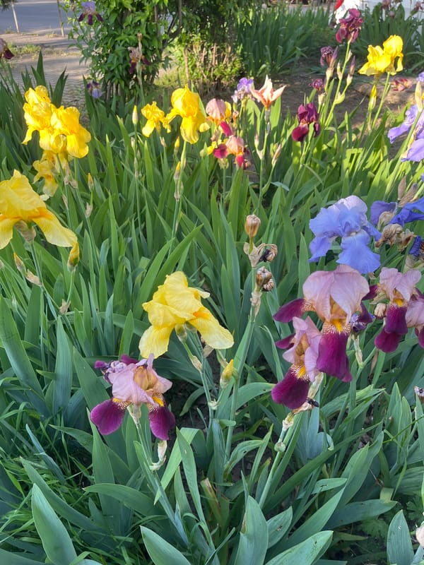 Spring flowers bloom across Krasnodar gardens in May 2026