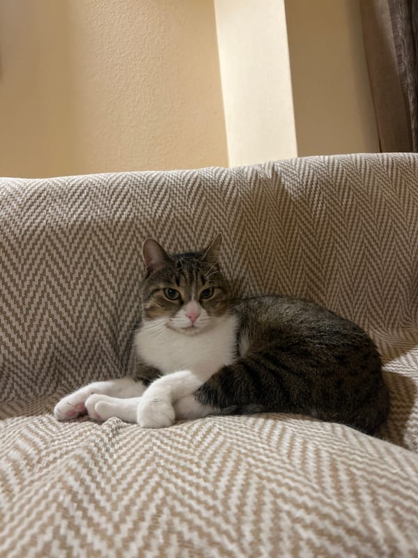 Cats nap, a beagle eats — quiet afternoon at a Bulgarian home.