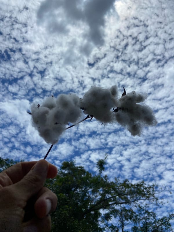 Altocumulus clouds form mackerel sky pattern over Los Velásquez
