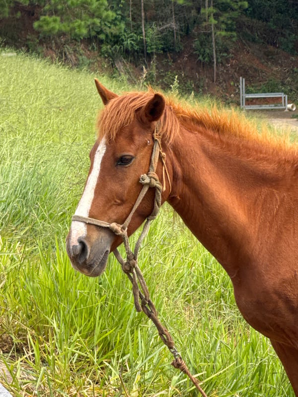 Chestnut horse grazing in the green hills of Da Lat