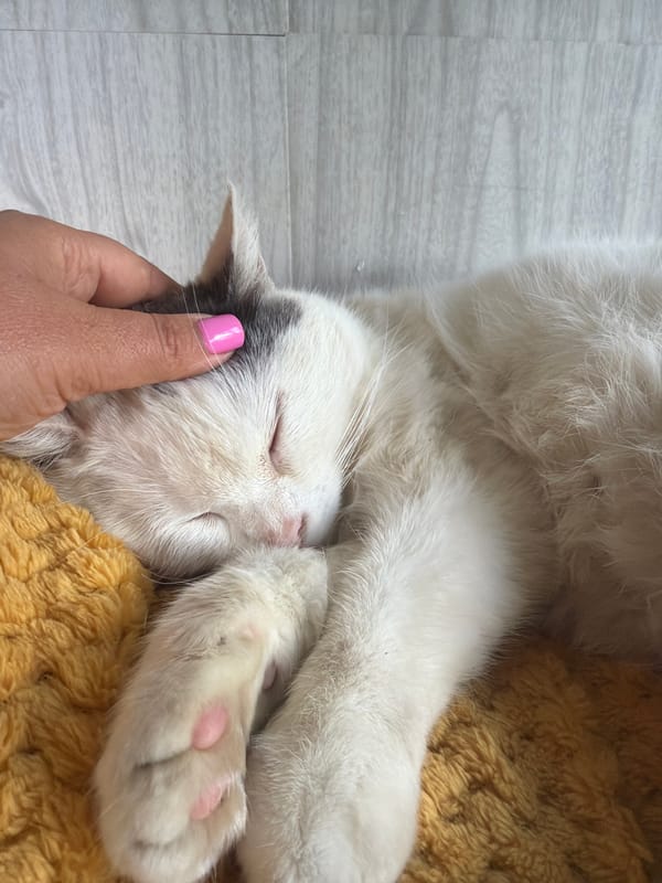 Woman documents quiet afternoon with beloved cats in Russia