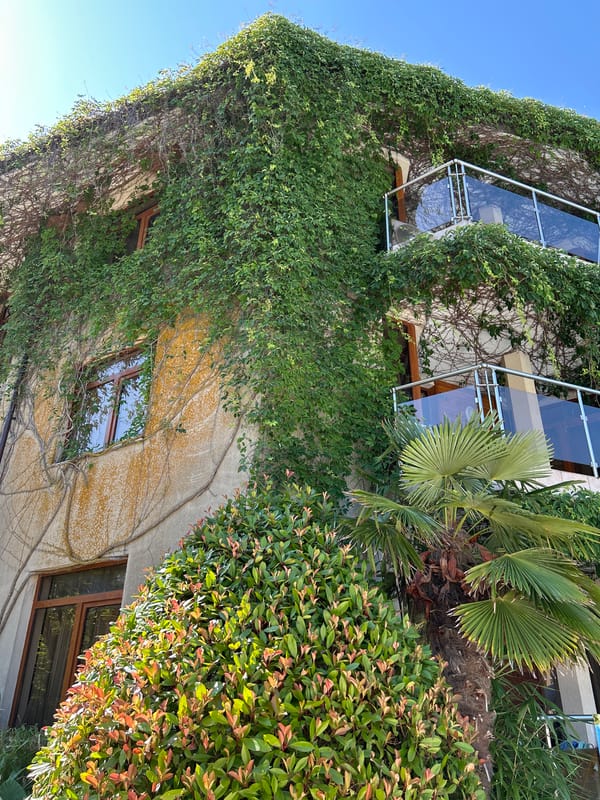 Ivy-covered walls and a sun-lit pool on a summer morning