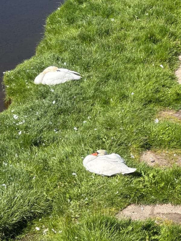 Mute swans rest along Pilsen canal in peaceful morning scene