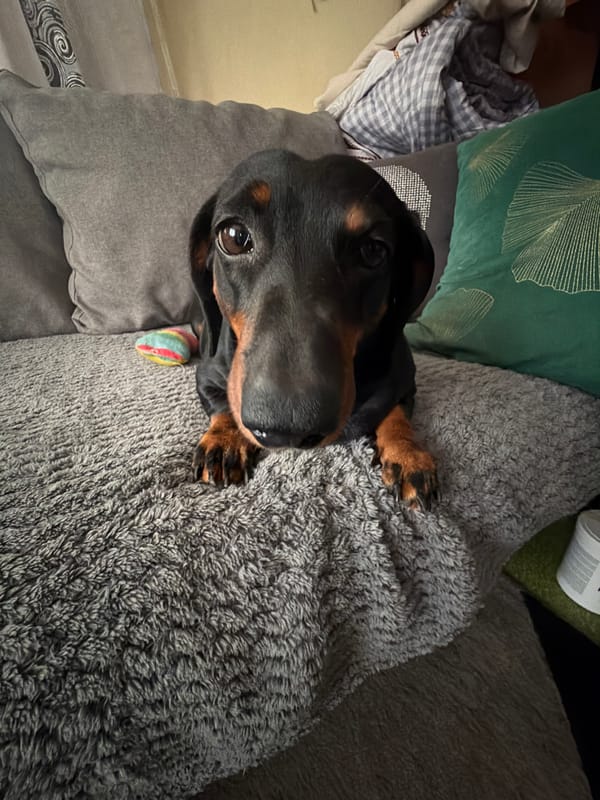Dachshund rests on cushions in Branipole, Bulgaria