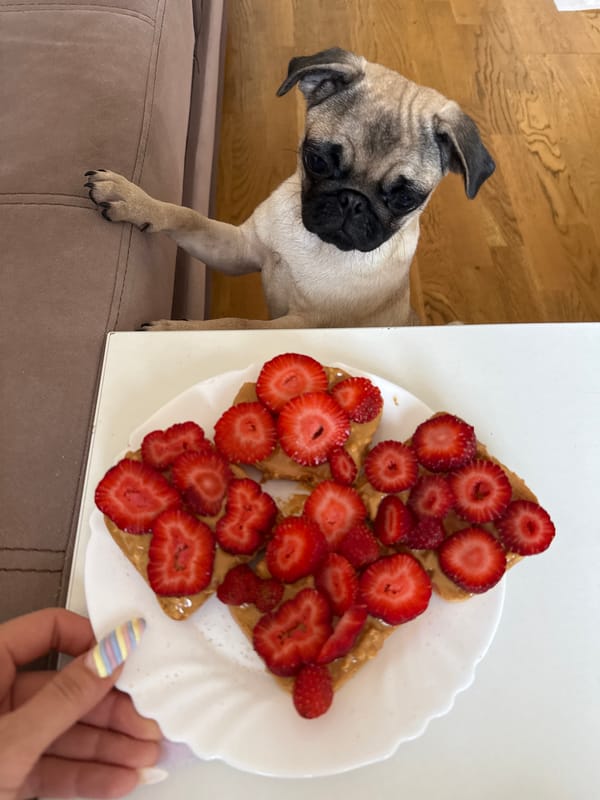 Pug puppy encounters breakfast spread with peanut butter treats