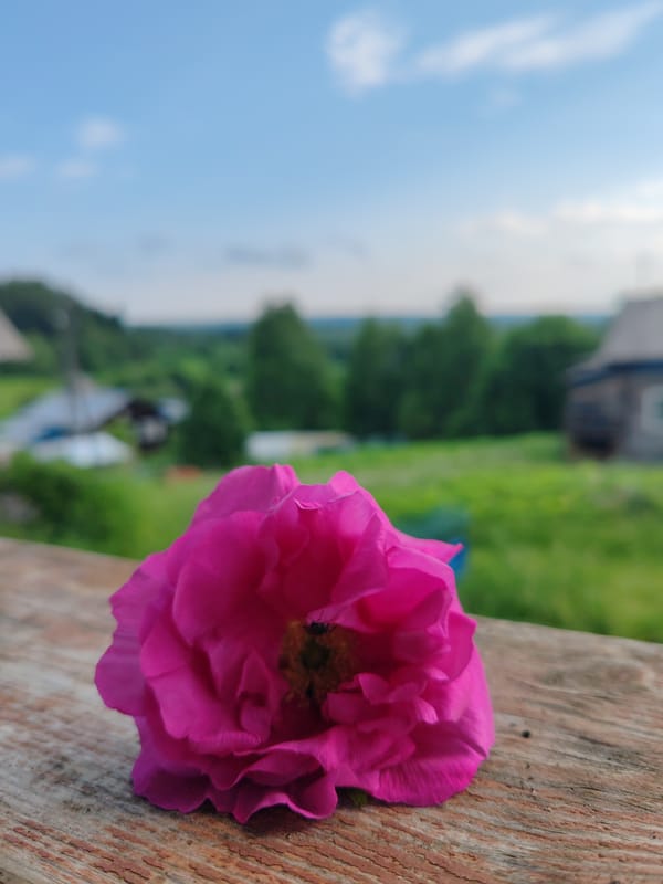 Lazy afternoon in rural Russia with a cat and a pink rose