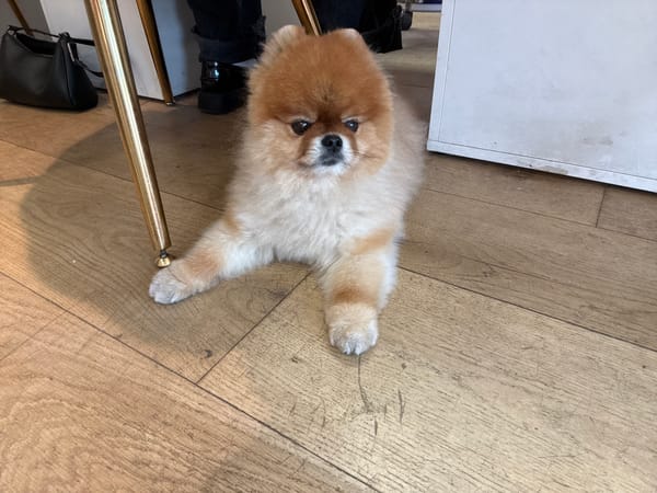 Playful Pomeranian photographed in multiple poses in Cannes