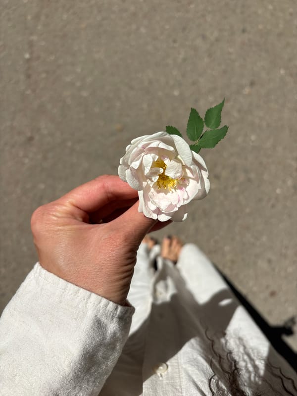Person holds white rose outdoors in Chaikovsky, Russia