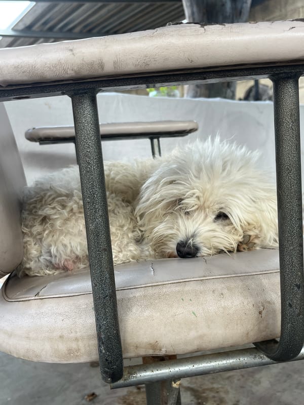 White dog's lazy morning documented in Venezuelan backyard