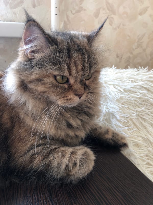 Tabby cat lounging on dark wood, caught from multiple angles