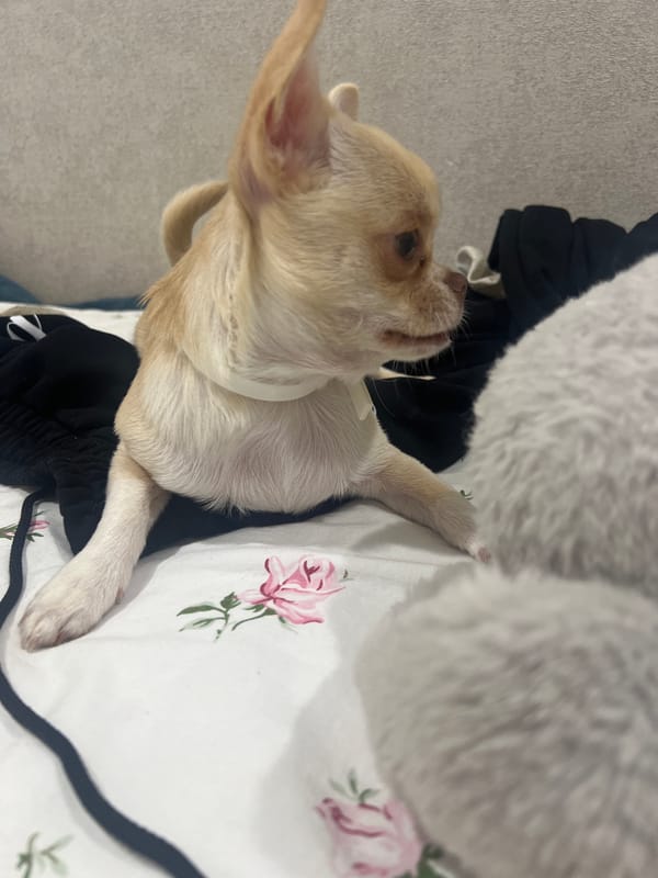 Chihuahua lounges on a floral bed in Kudymkar