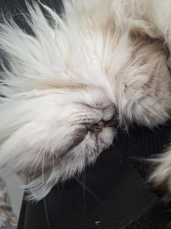 Woman documents quiet morning moment with sleeping cat