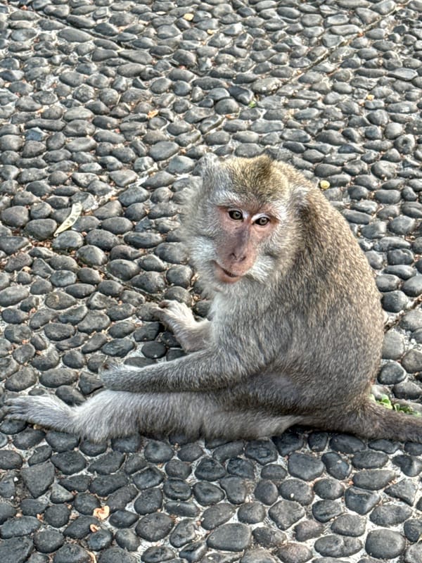 Monkeys, cliffside views, and crowds at Uluwatu Temple