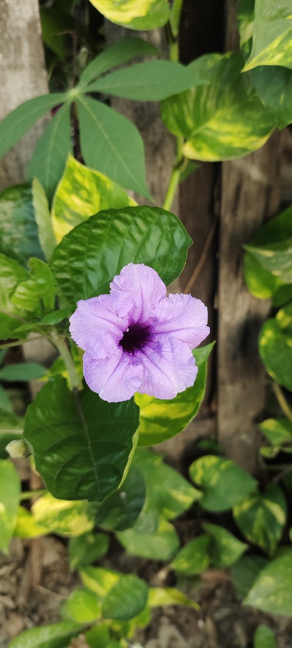 Close-up garden flowers in bloom, Bireuenmeunasahdayah, Indonesia