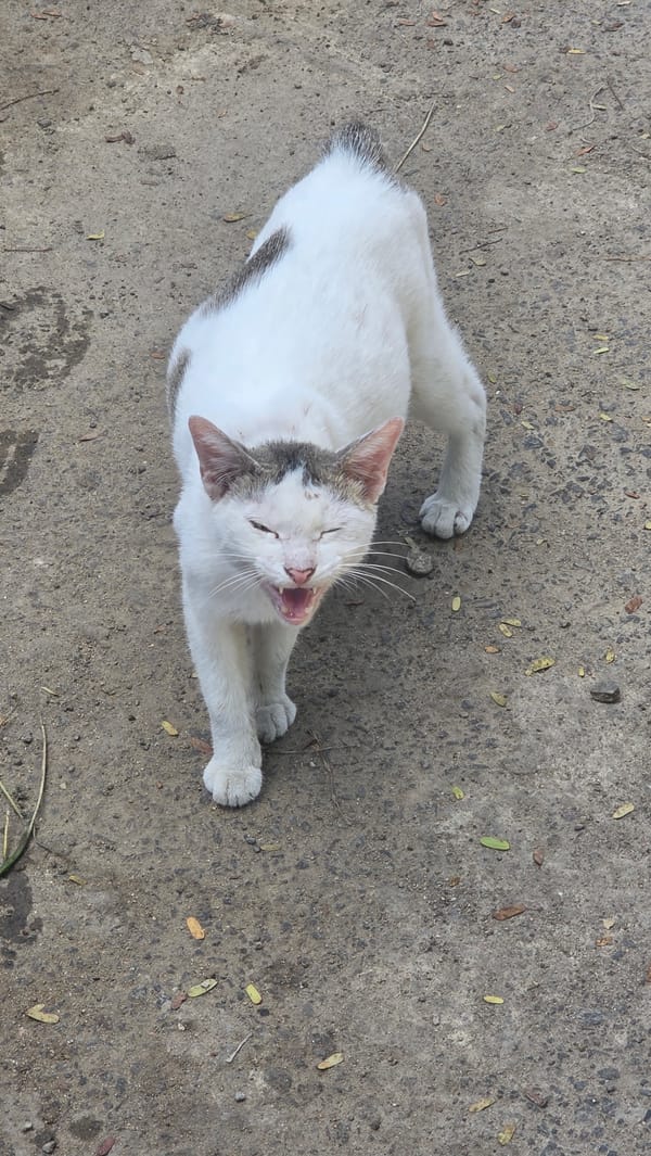 Daily life documented in Lhokseumawe: cats, markets, tropical plants