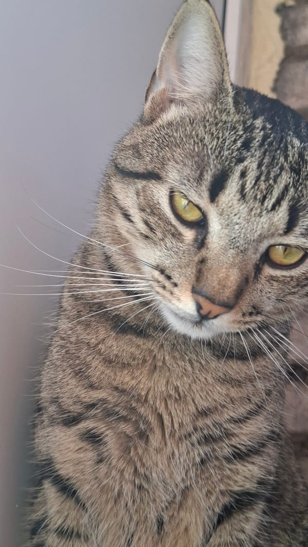 Early morning cat photography session captures domestic life in Belarus