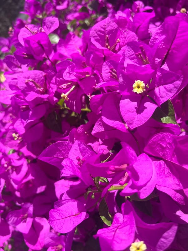 Dogs play and flowers bloom in Cuernavaca yards