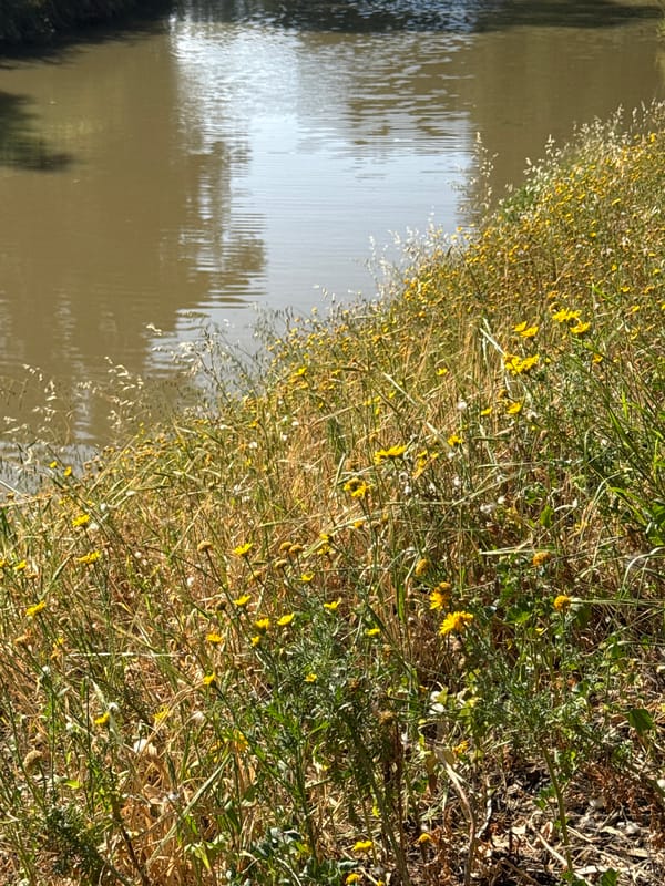 Quiet natural scenes documented along Tel Aviv waterway and trail