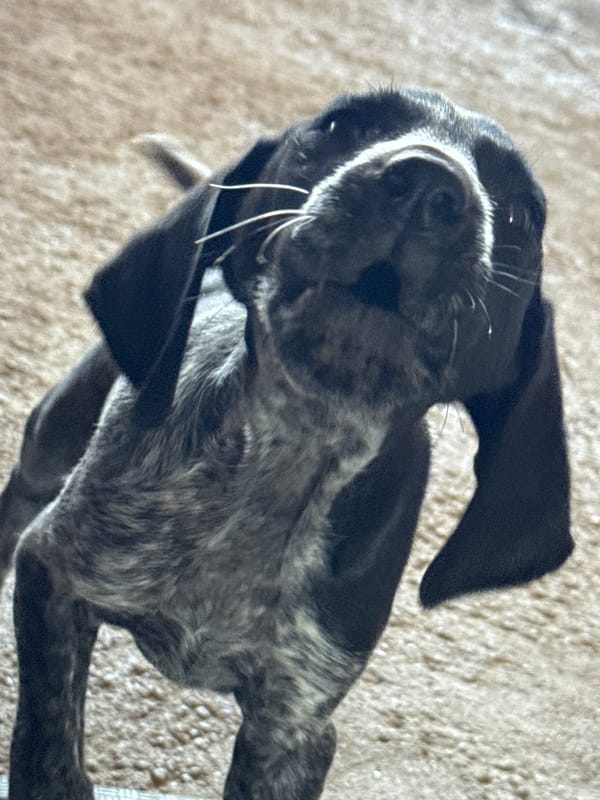 German Shorthaired Pointer puppy photographed indoors looking upward
