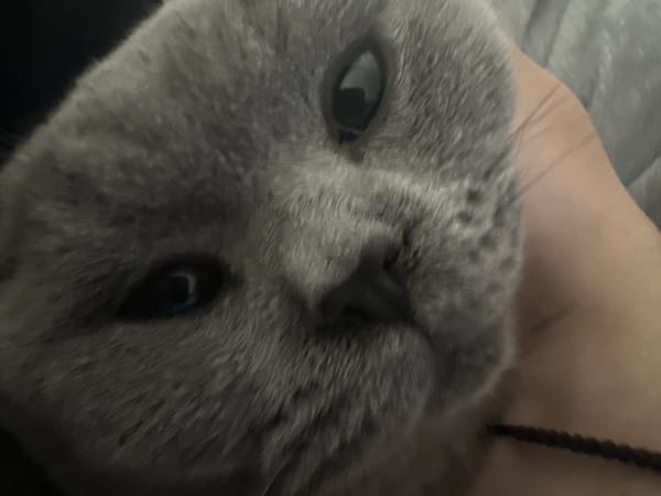 Grey British Shorthair cat enjoys peaceful afternoon nap session
