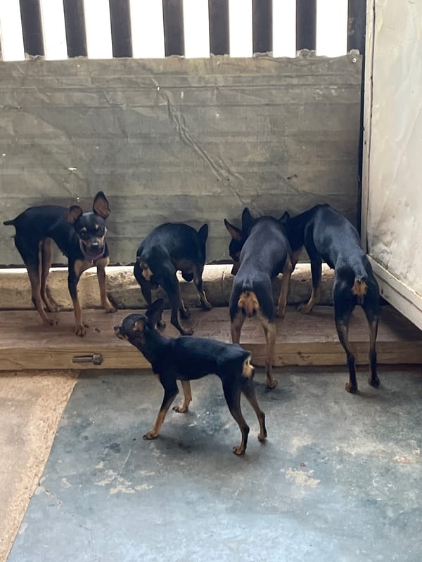 Multiple miniature pinscher dogs spotted in Juan Griego enclosure