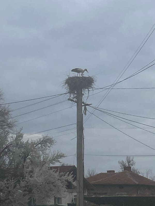Storks spotted nesting on utility pole in Ihtiman