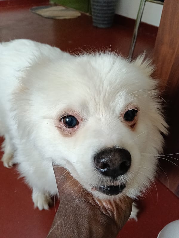 Dogs spotted around Nairobi Friday morning