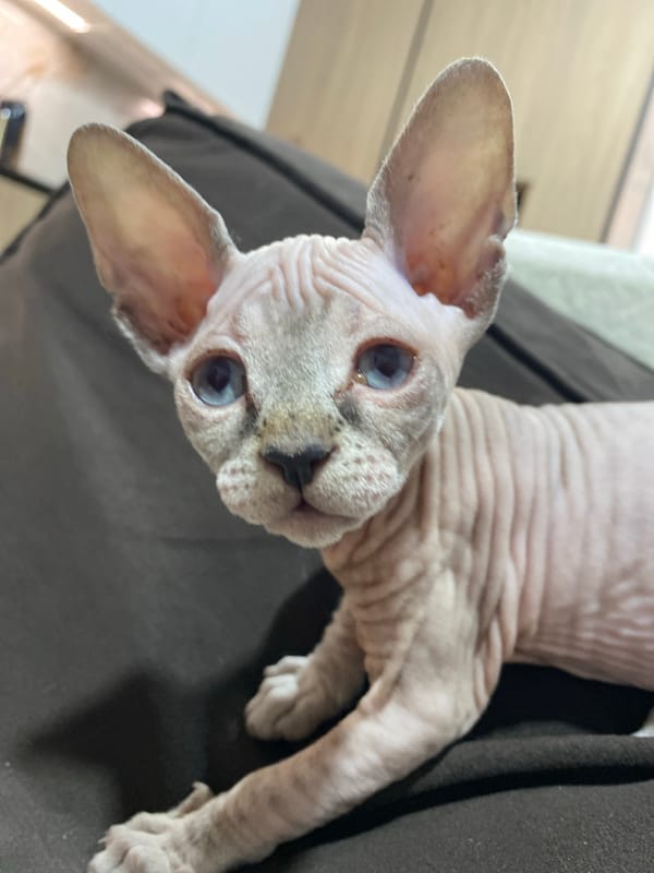 Sphynx cat photographed in relaxed moments in Chemoshur