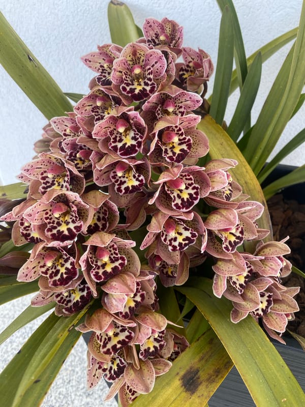 Cymbidium orchids spotted in outdoor display in Barcelos