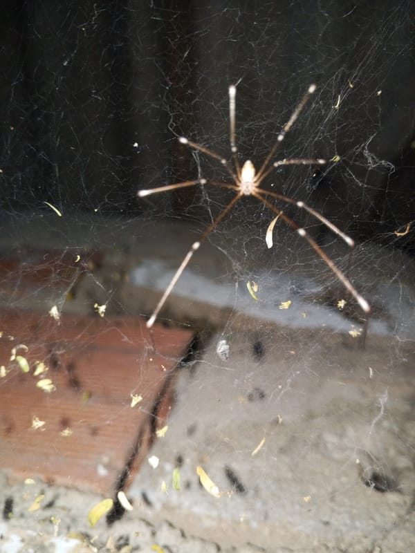 Spider web, tamarind fruit observed in Altagracia, Venezuela