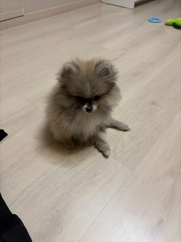 Pomeranian puppy playtime documented across Saint Petersburg apartment