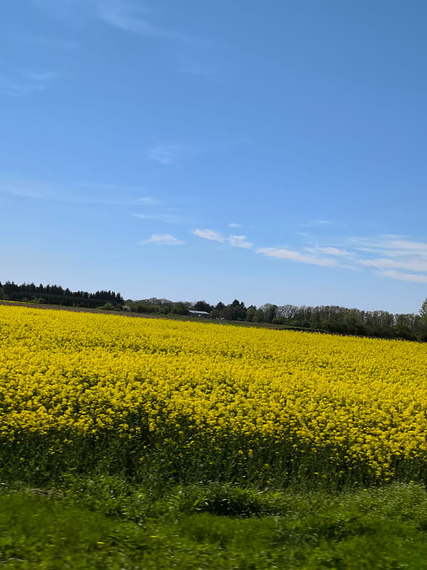 Yellow flower field blooms in Kalipetrovo, Bulgaria countryside