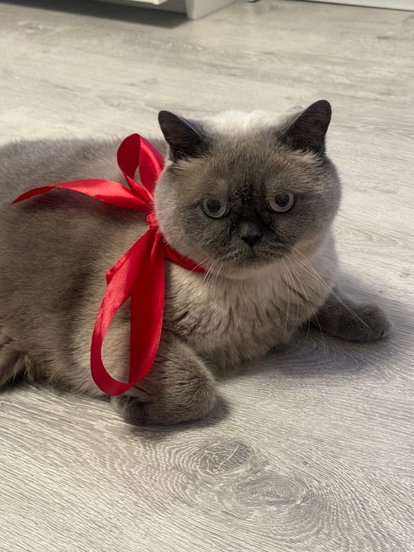 Burmese cat with red ribbon spotted indoors Rostov-on-Don