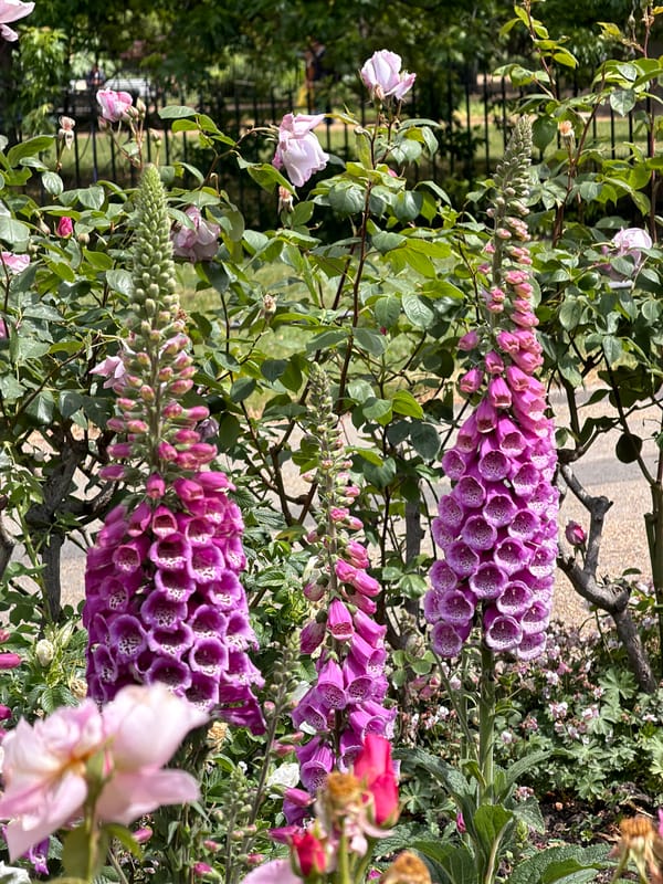 Spring flower displays bloom in London park gardens