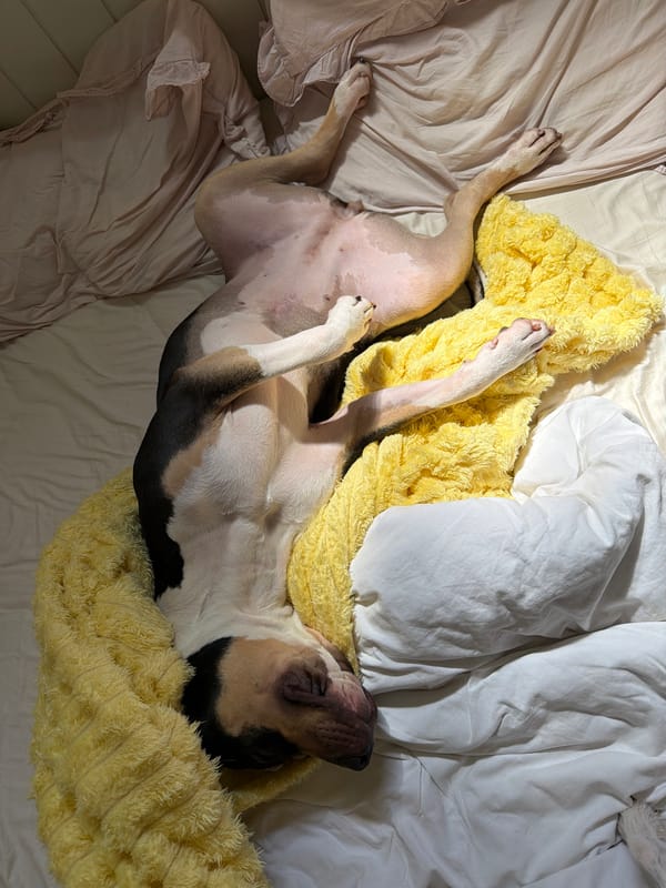Dog relaxes on back in bed in Tel Aviv