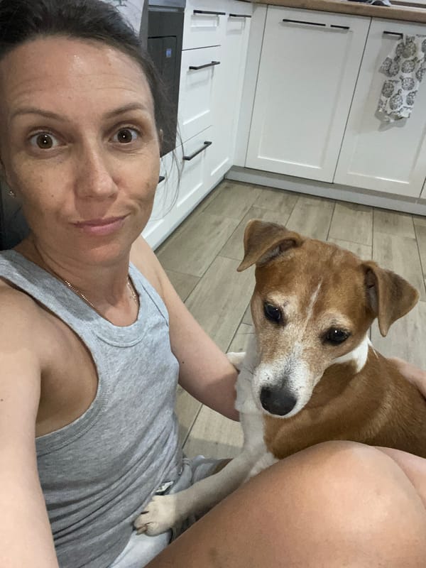 Jack Russell Terrier hangs out at home in Chaikovsky