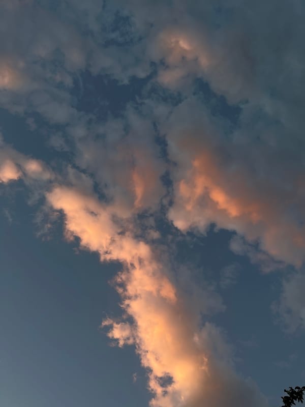Golden hour skies, cozy cats, and a blooming yucca in Tikhoretsk