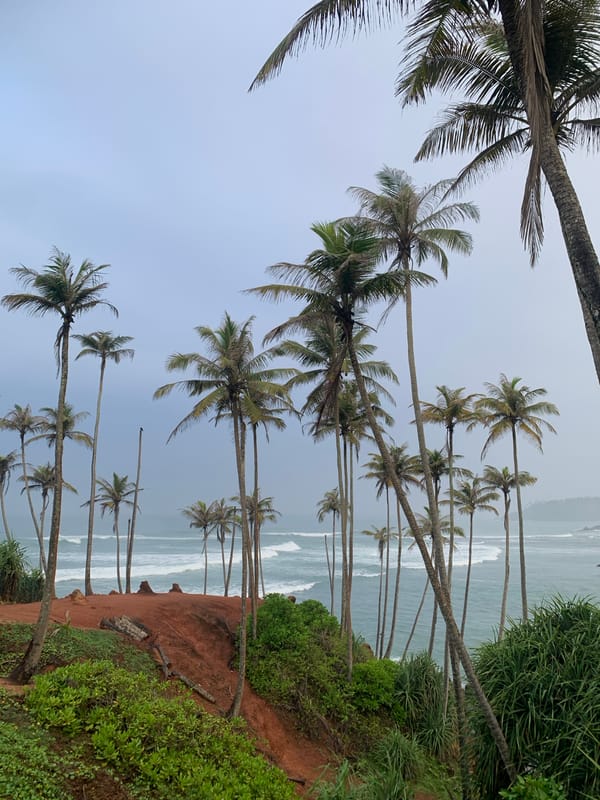 Morning coastal scenes with dogs captured in Thalaramba, Sri Lanka