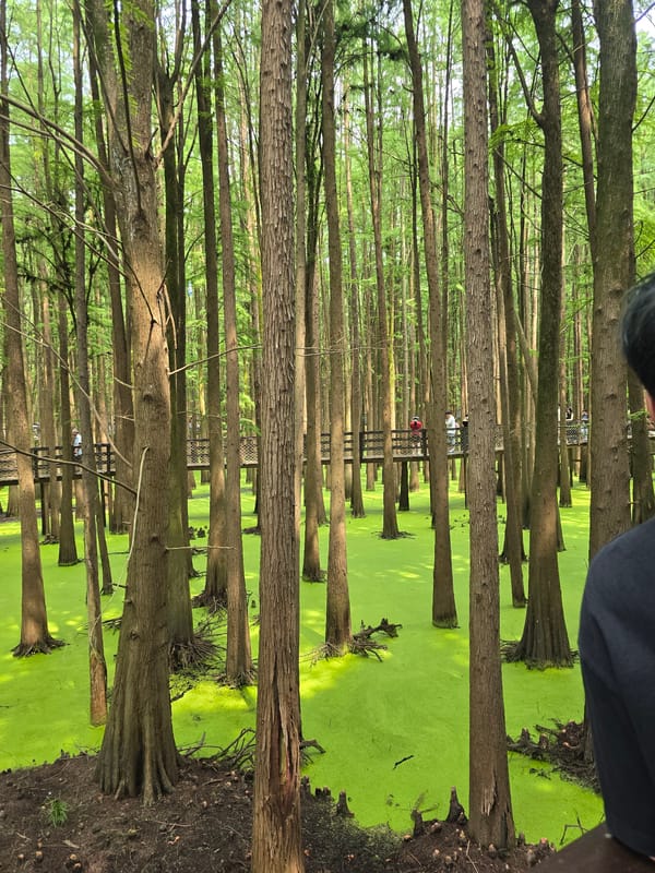 Early morning visitors explore wetland boardwalks in Lin'an District