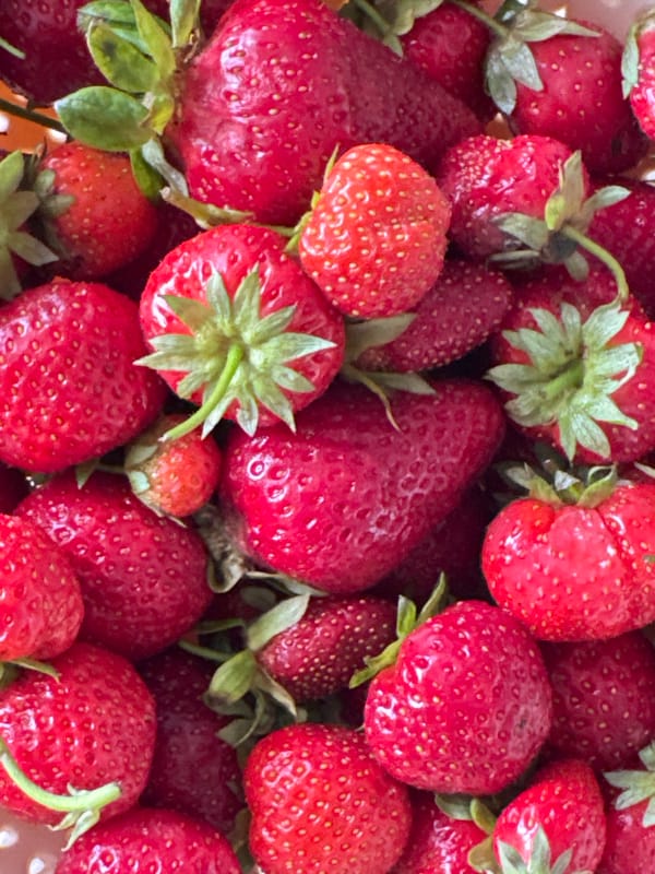 Dense cluster of ripe strawberries documented in Bulgaria