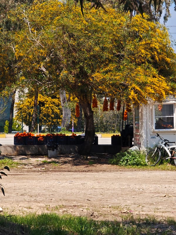 Spring morning moments captured around Finike's coast and streets