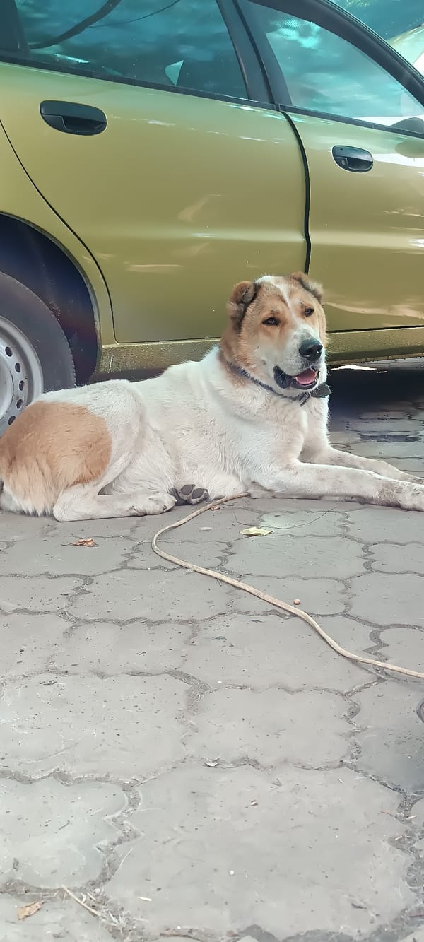 Dog resting on patterned pavement next to a parked car