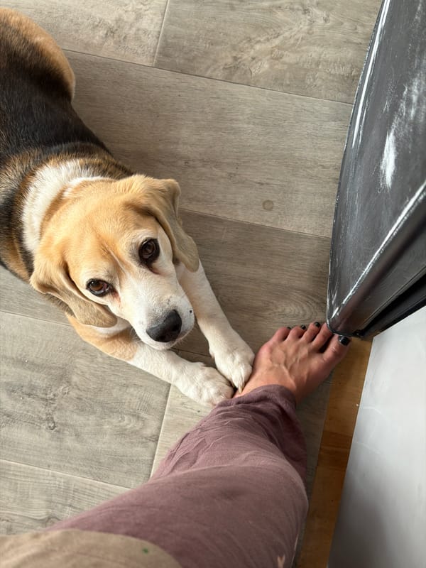 Beagle on the floor, cheese draining nearby — a quiet moment at home