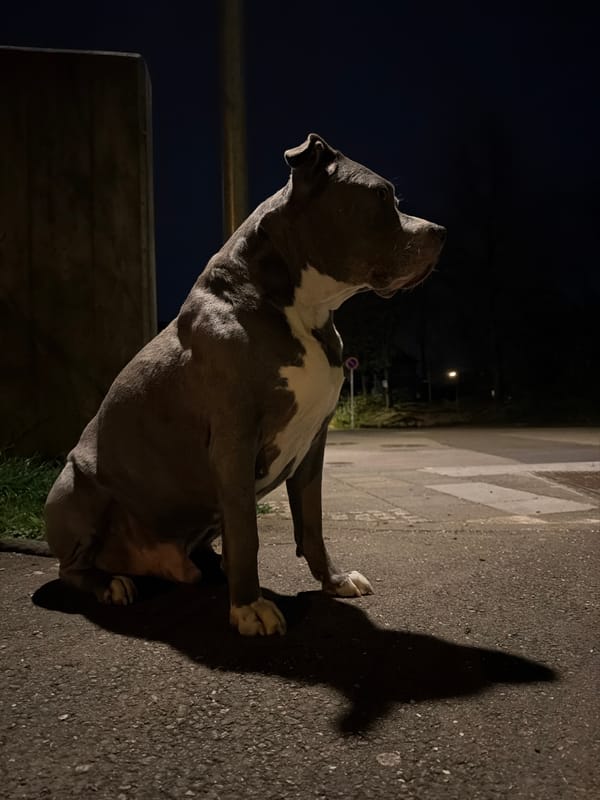 Spring evening blooms captured in Luxembourg garden scenes