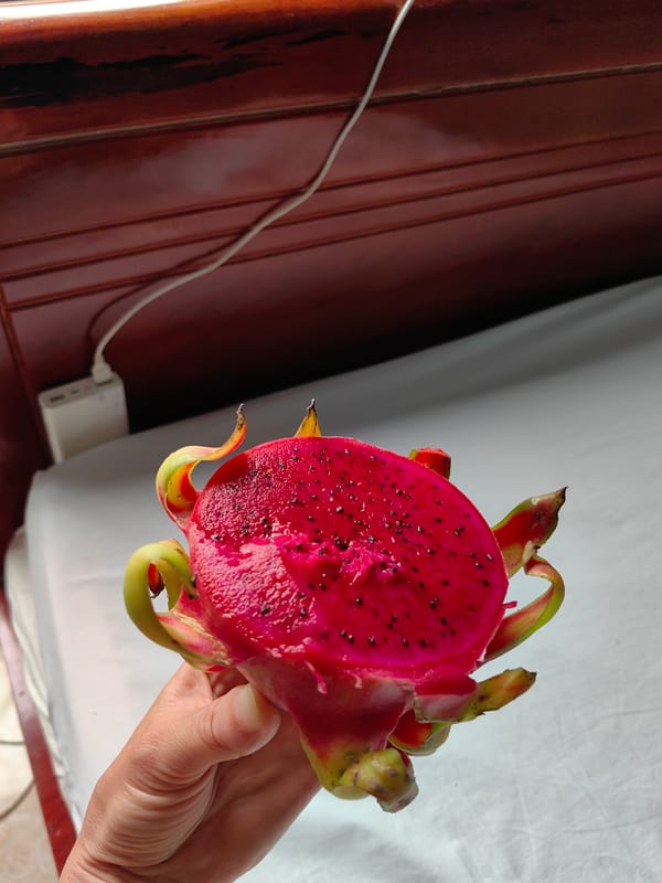 Woman displays dragon fruit in Vietnamese hotel room