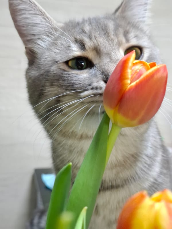 Cat plays with tulips in quiet evening in Novi Sad