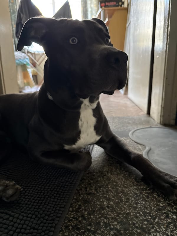 Pit bull at home, plus street scenes around Varna