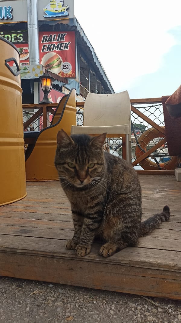 Harbor cats and waterfront life documented in Mersin, Turkey
