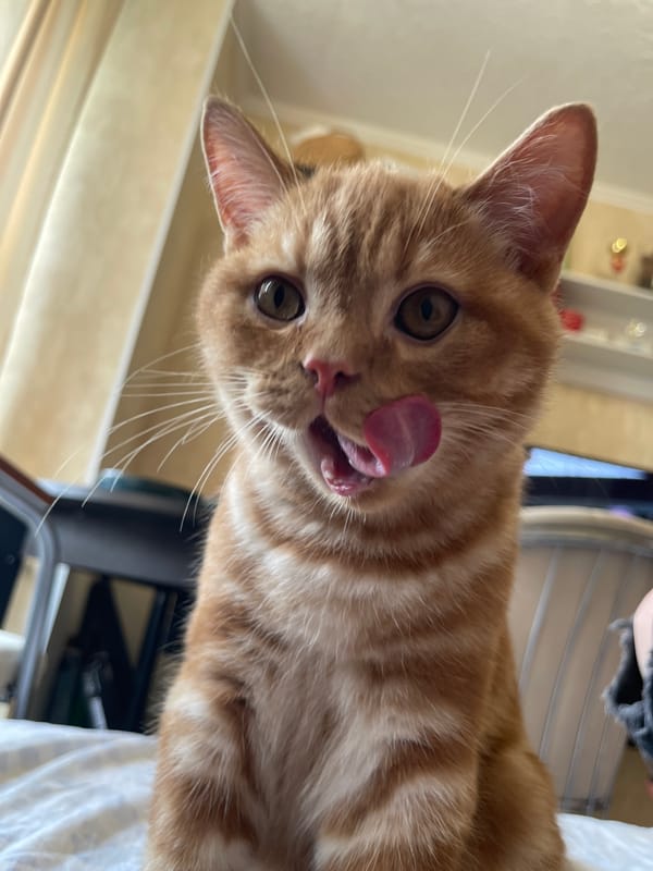 Lazy Sunday with an orange tabby and RoboCop in Moscow