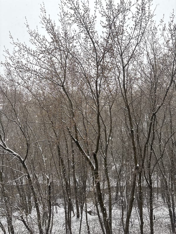 Spring snowfall documented by witnesses in Perm, Russia
